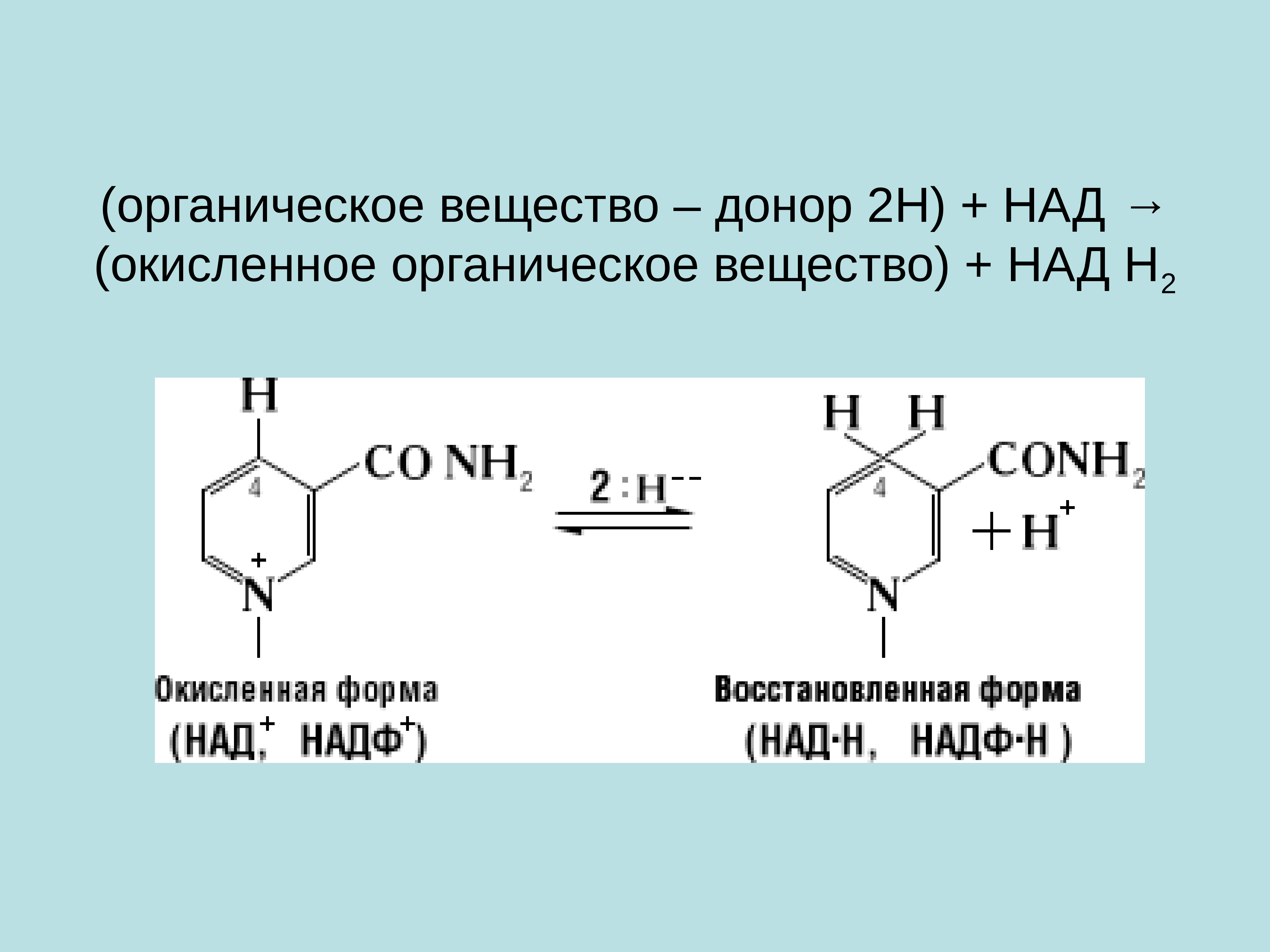 Вещество над. Над окисленная и восстановленная форма. Окисленная и восстановленная форма над и НАДФ. НАДФ окисленная и восстановленная форма. Над НАДФ строение окисленной и восстановленной форм.