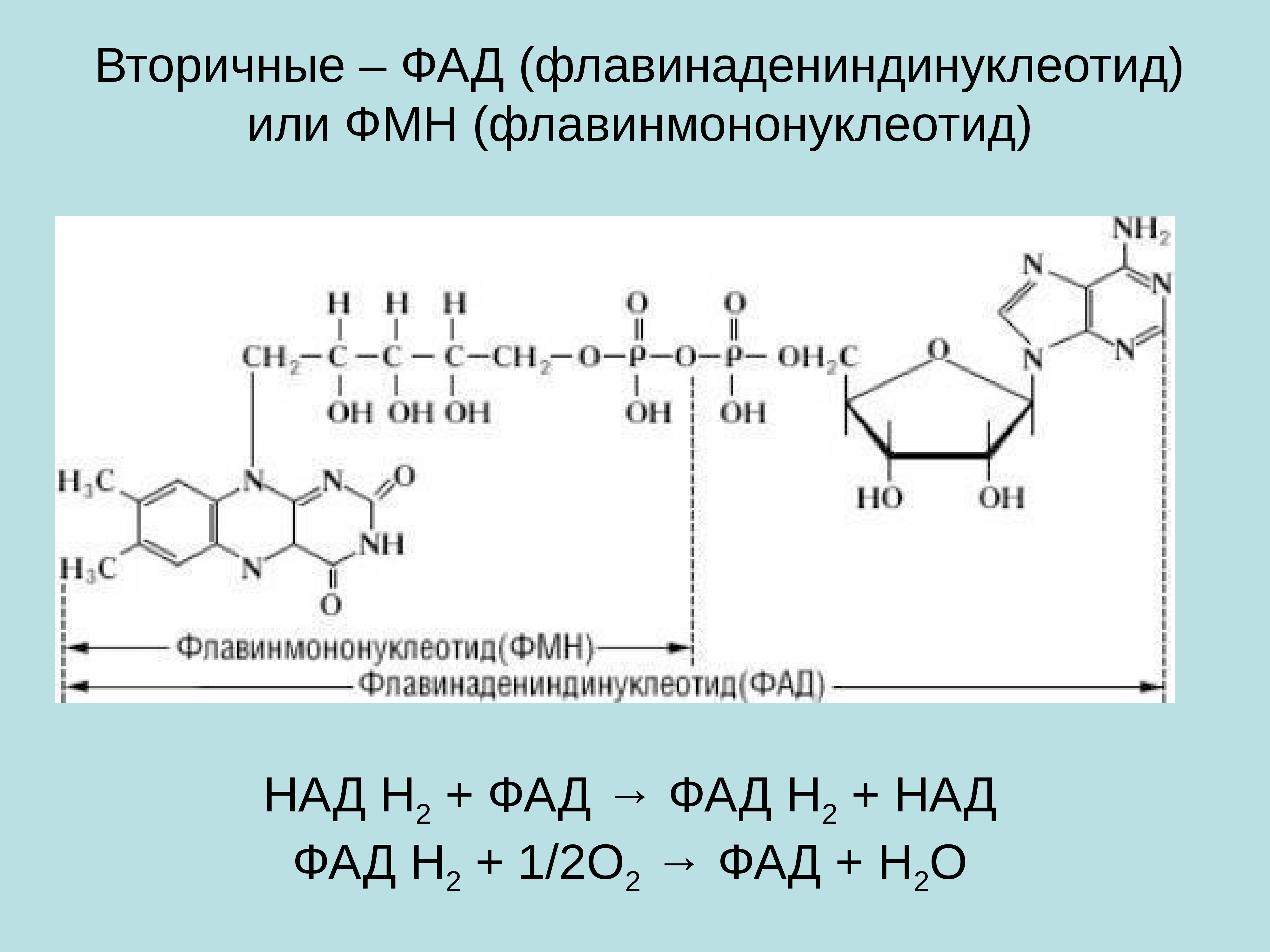 Над это. ФМН И ФАД формулы. ФАД И фадн2 формулы. ФМН биохимия. Флавинмононуклеотид и флавинадениндинуклеотид (ФМН И ФАД).