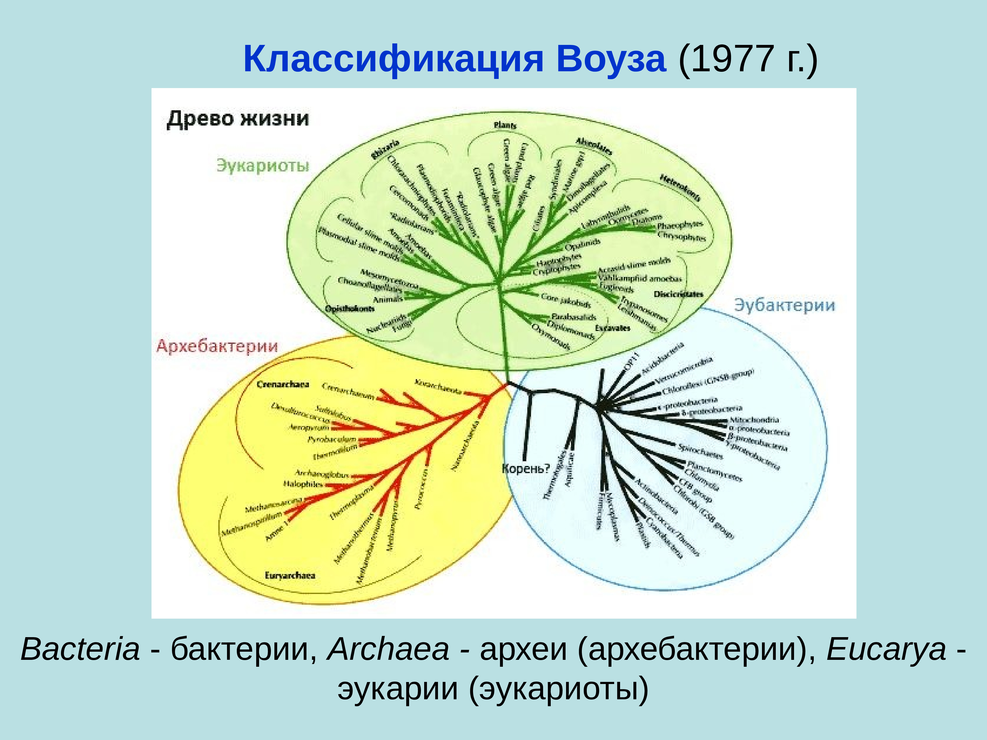 Филогенетическая схема прокариот