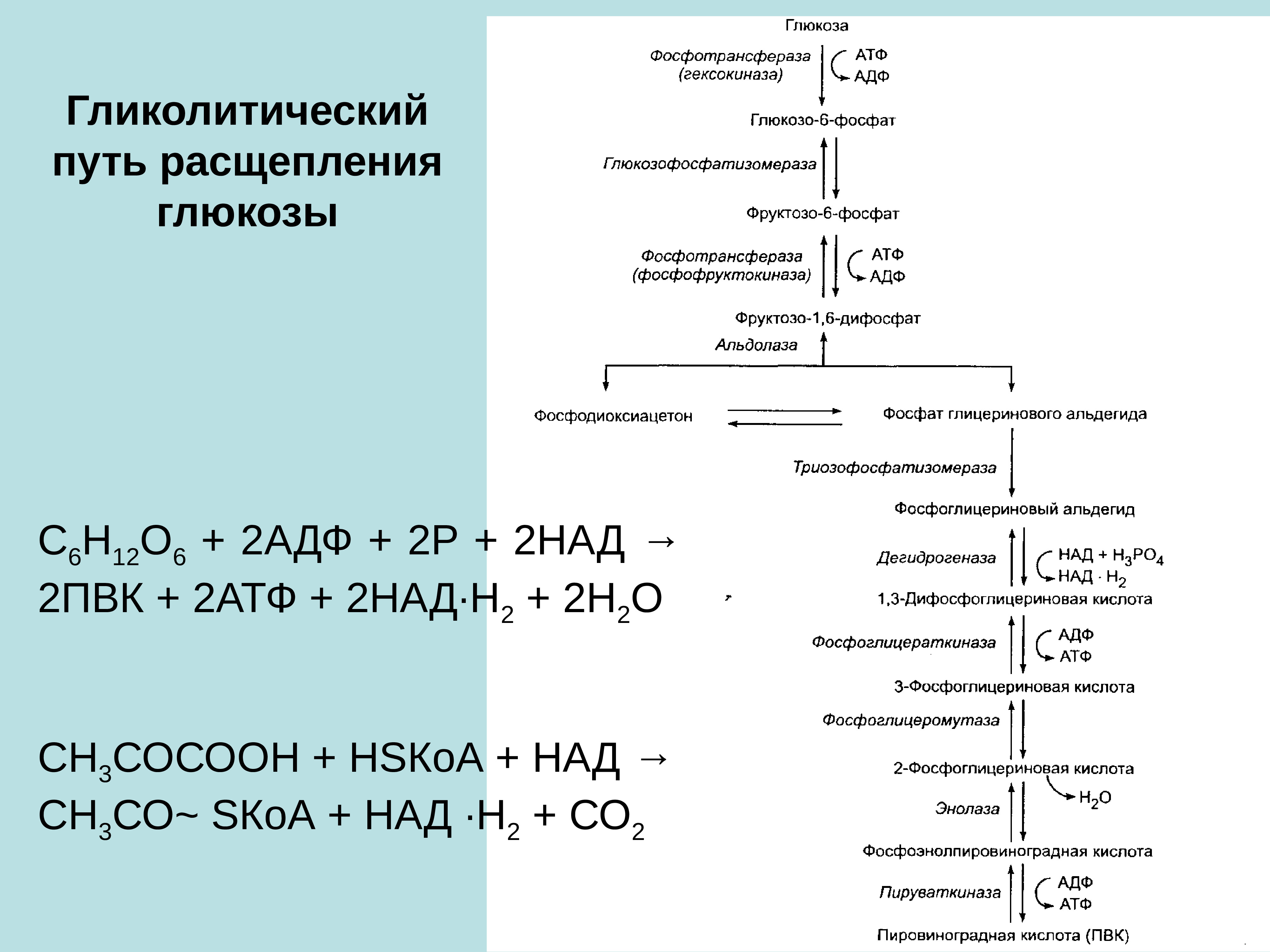 Процесс разложения глюкозы. Гликолитическая оксидоредукция биохимия. Гликолитический путь окисления. Гликолитический путь окисления Глюкозы. Расщепление Глюкозы.