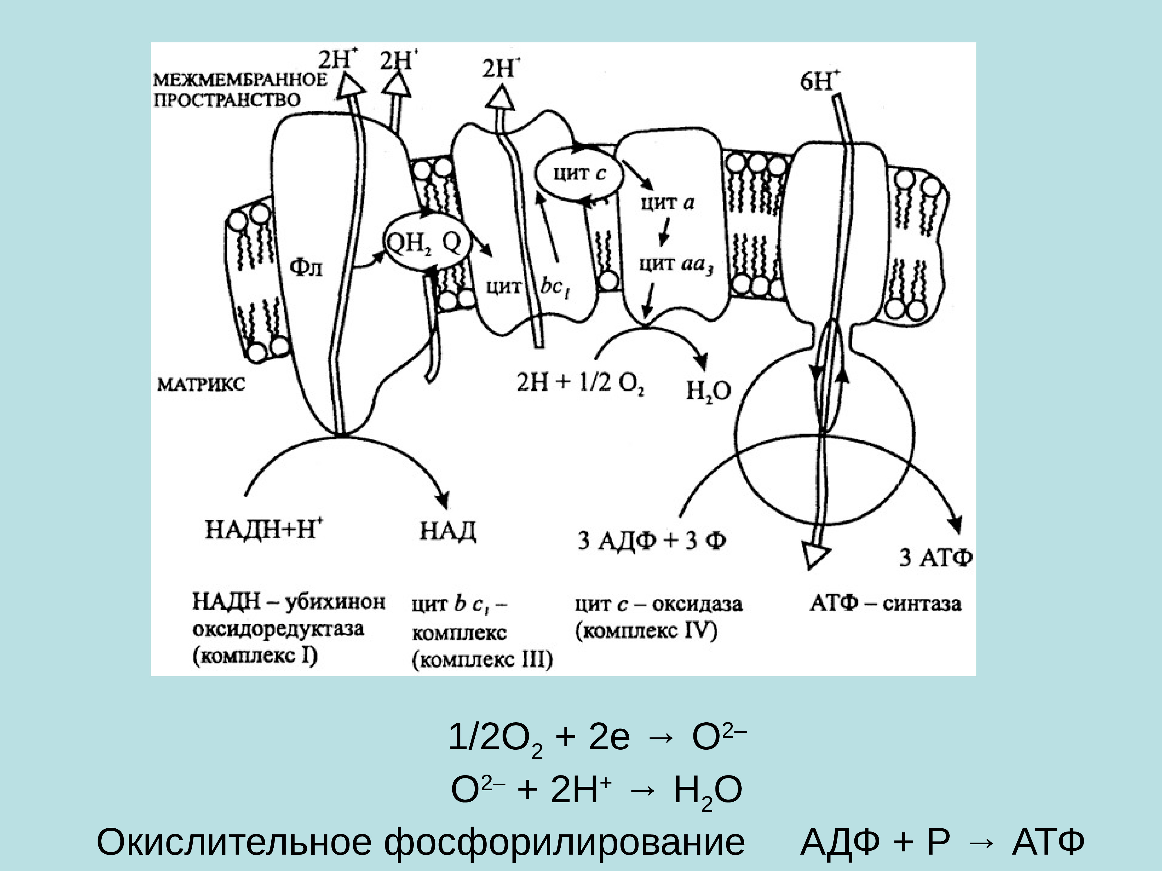 Дыхательная цепь митохондрий схема