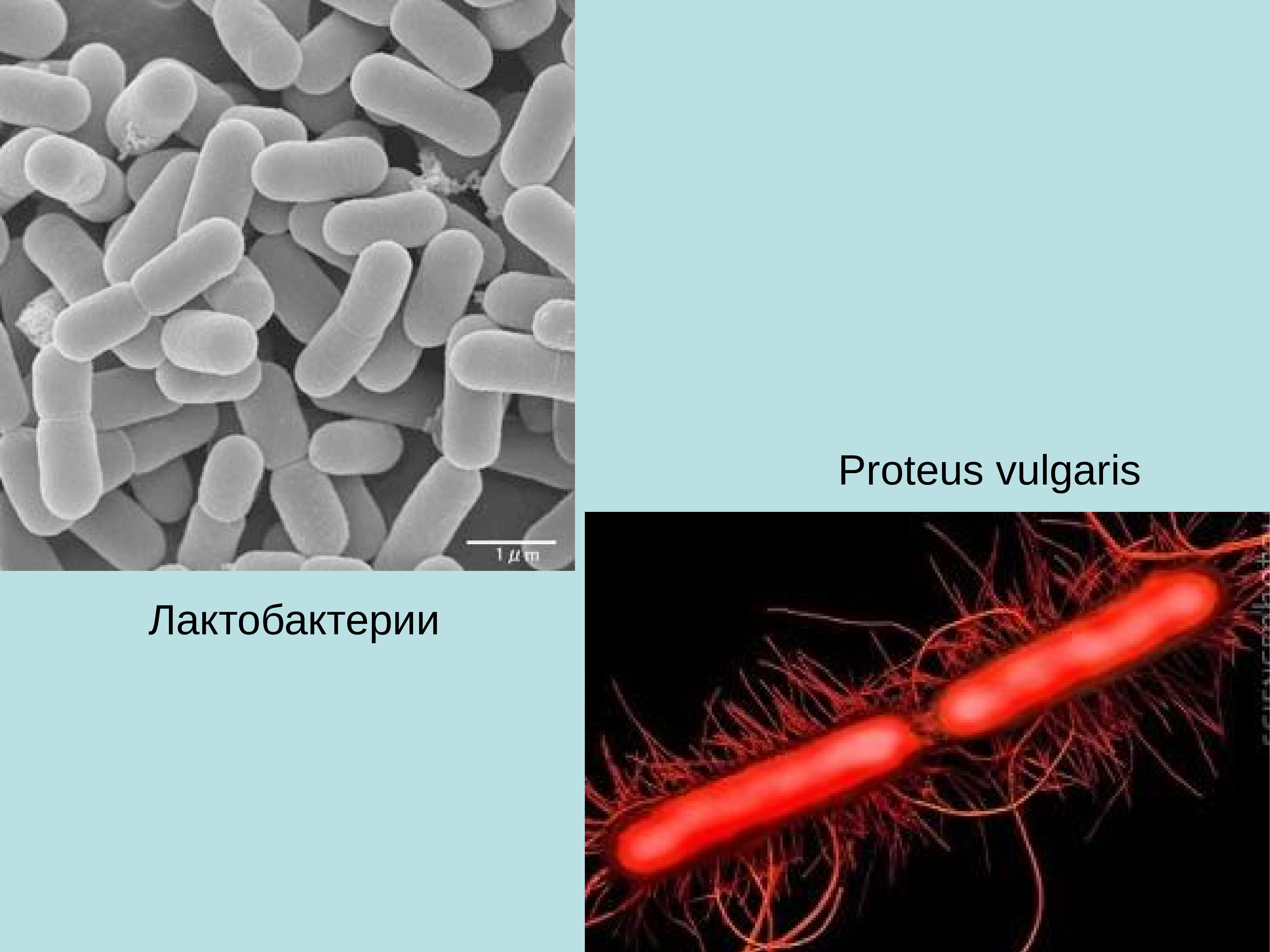 Презентация протей микробиология - 90 фото