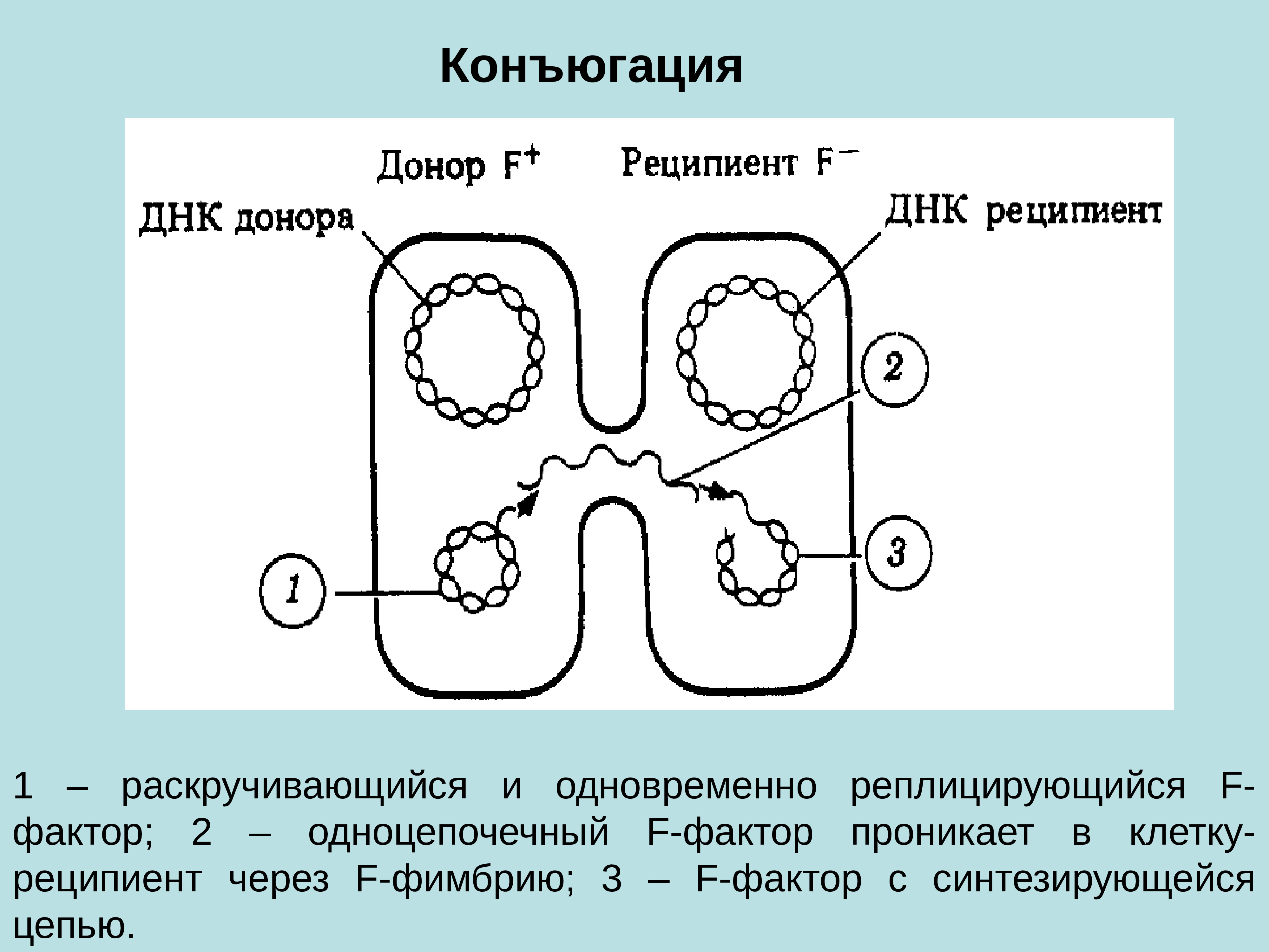 Процесс конъюгации. Конъюгация бактерий схема. Конъюгация схема микробиология. Конъюгация это в биологии.