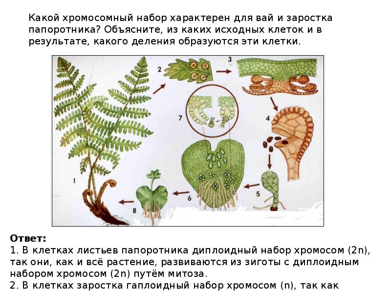 Циклы растений презентация