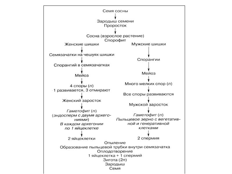 Циклы растений презентация