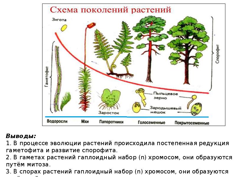 Поколения жизненных циклов растений. Цикл развития наземных растений. Циклы развития растений. Жизненный цикл растений. Жизненные циклы развития растений.