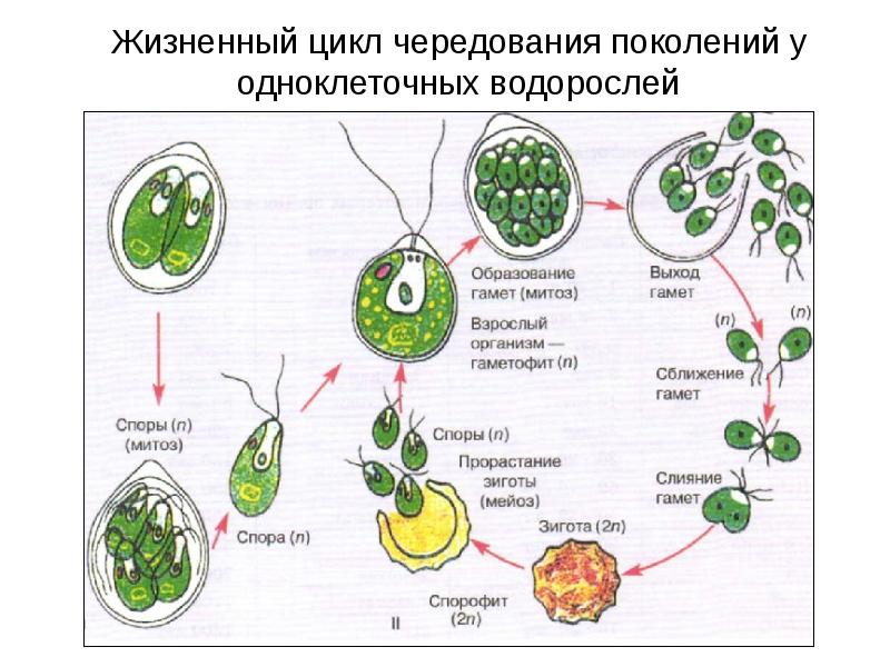 Презентация жизненные циклы растений егэ биология