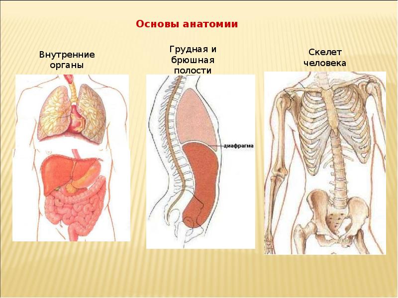 Внутренняя полость. Органы полости тела человека. Грудная и брюшная полость. Полость внутренних органов. Органы грудной и брюшной полости.