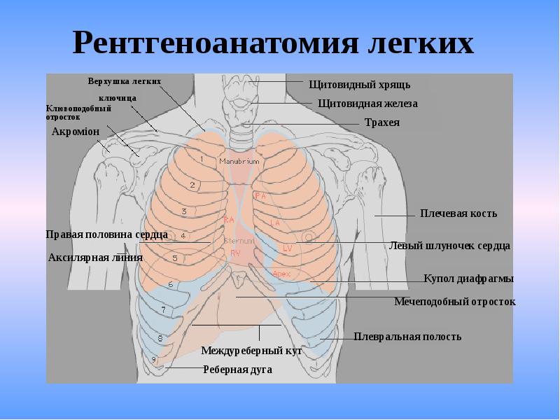 Нормальная лучевая картина органов грудной клетки