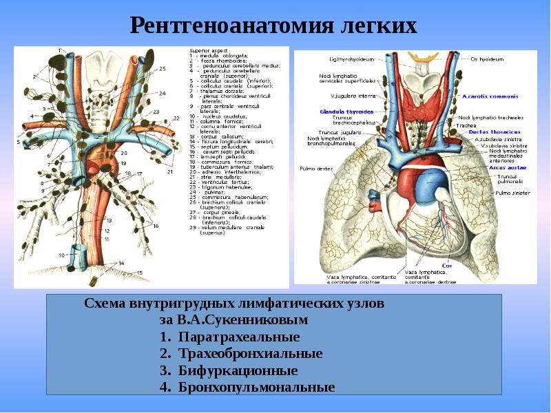 Лучевая диагностика органов средостения презентация