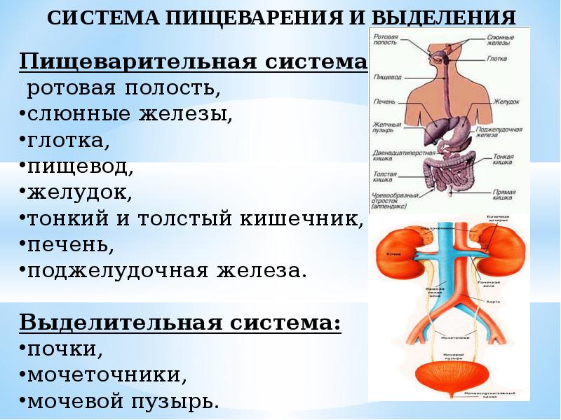 Возрастные особенности органов выделения презентация