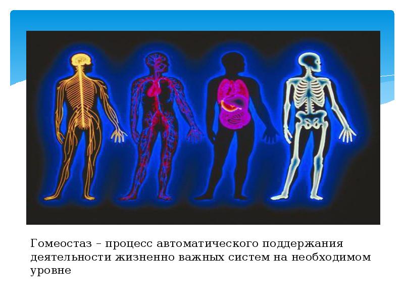 Работа в теле 3. Гомеостаз фото. Гомеостаз рисунок. Гомеостаз схема рисунок. Гомеостаз картинка для детей.