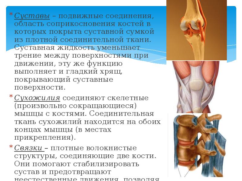 Подвижное соединение между. Подвижные соединения суставы. Подвижные соединения костей. Неподвижные суставы человека. Подвижные и полуподвижные суставы.