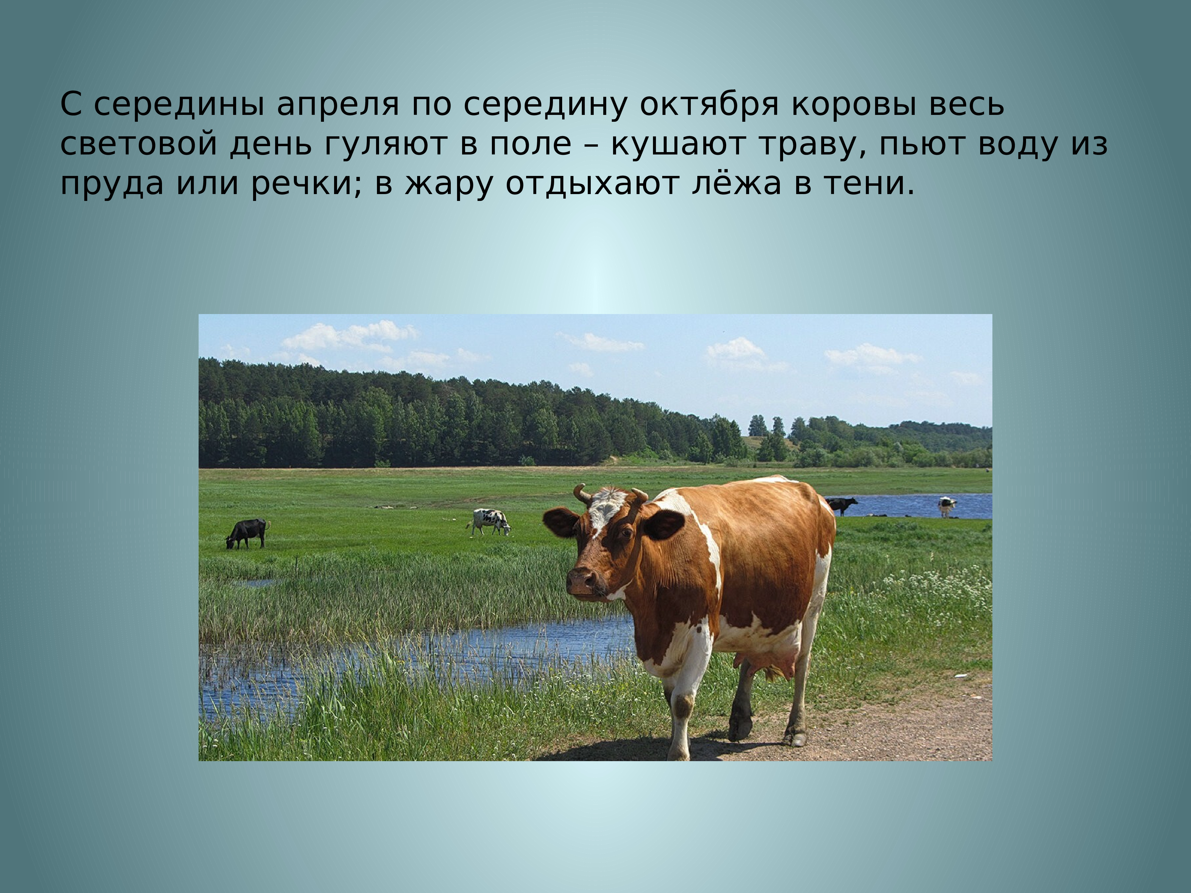 Корова ест траву и дает молоко