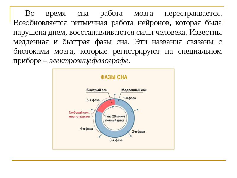 Фазы сна биология