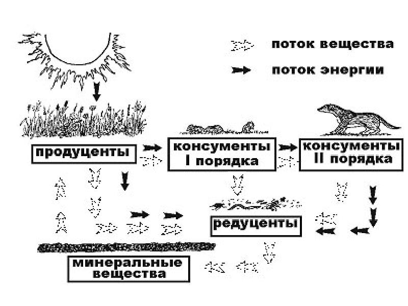 Схема круговорот веществ и потока энергии