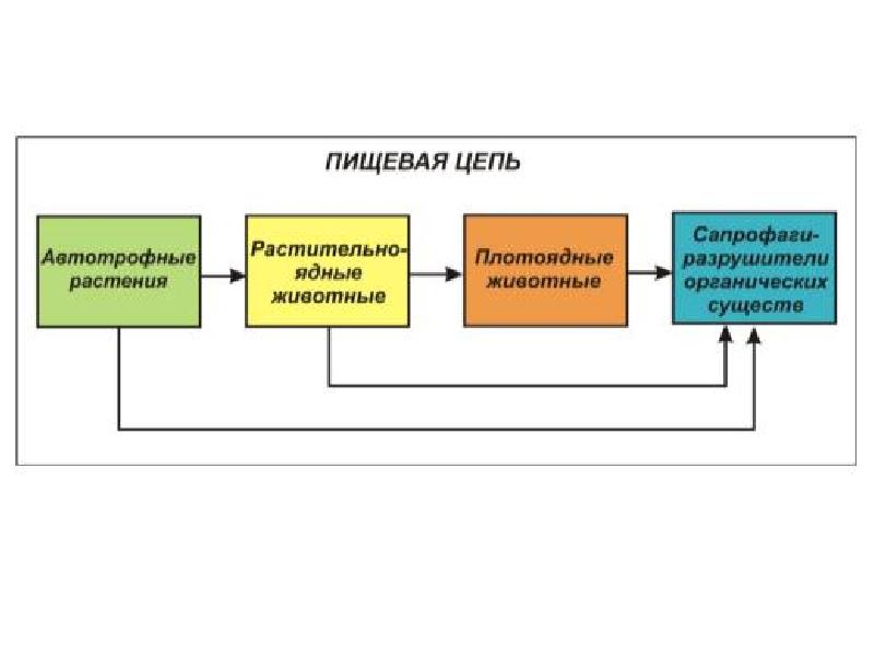 Потоки вещества и энергии в экосистеме презентация