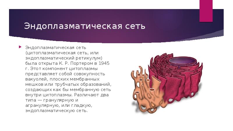 Эндоплазматическая сеть на рисунке