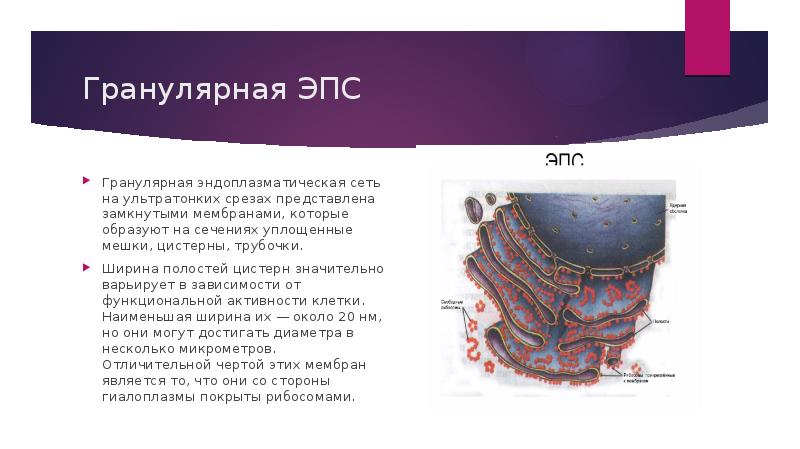 Мембрана эндоплазматического ретикулума