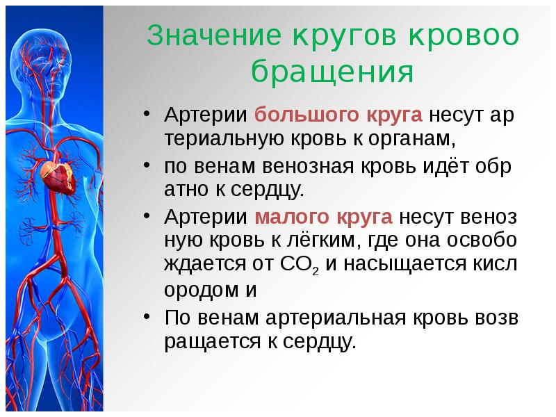 Артерии большого кровообращения. По артериям течет артериальная кровь. Венозное и артериальное кровообращение. Сердечно сосудистая система вены. Направление движения крови по артериям.