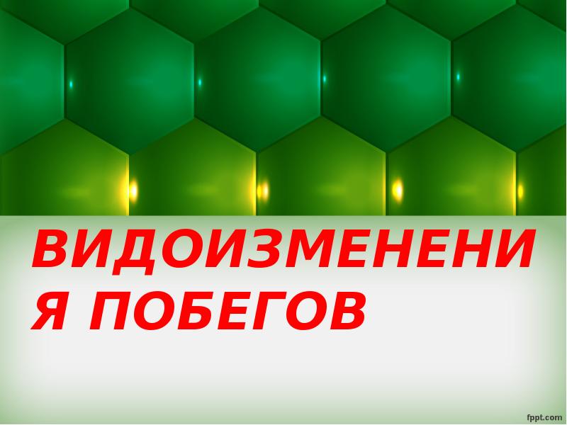 ВИДОИЗМЕНЕНИЯ ПОБЕГОВ