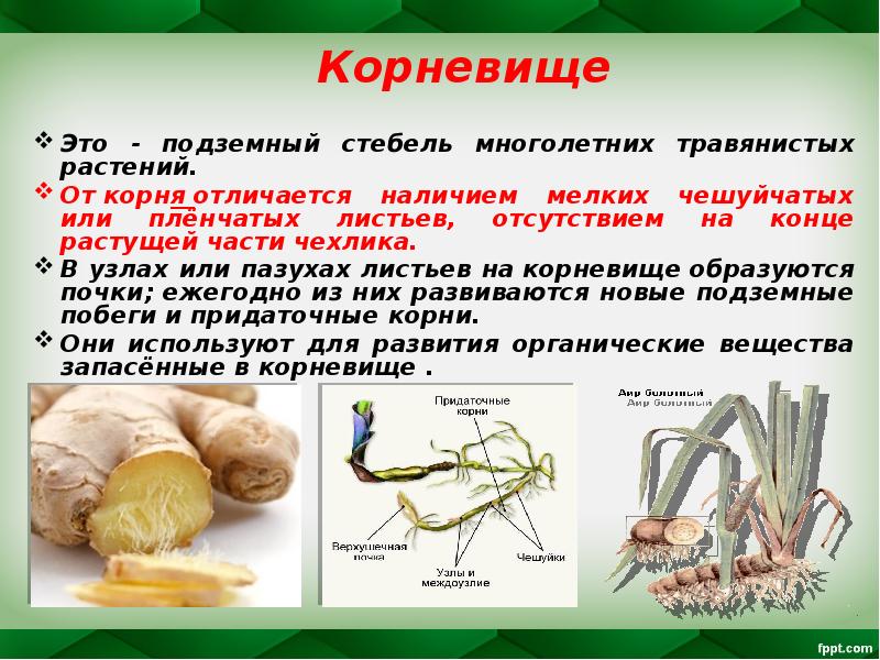 Это - подземный стебель многолетних травянистых растений. Это - подземный стебель