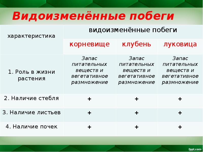Видоизменённые побеги