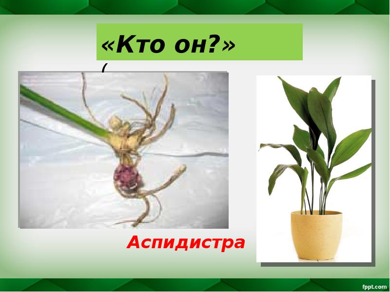 «Кто он?» (