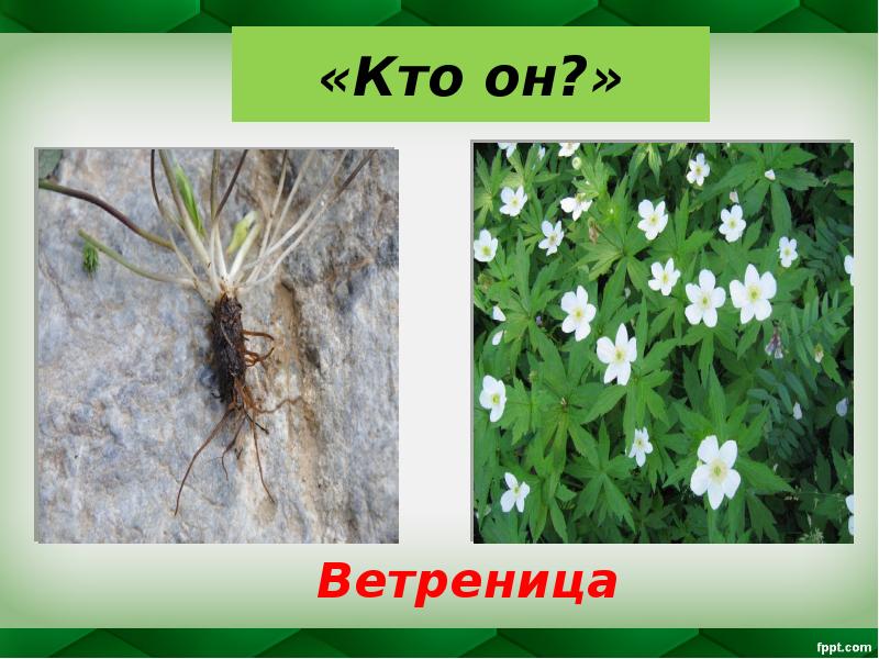 «Кто он?»