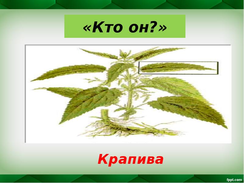 «Кто он?»