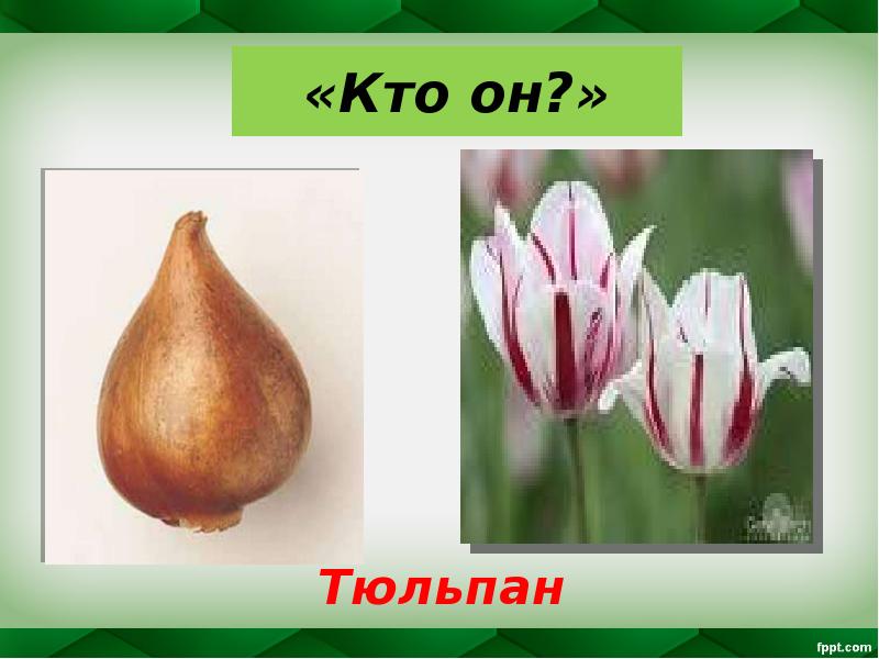 «Кто он?»