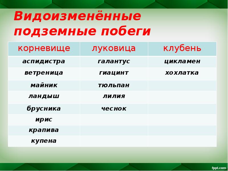 Видоизменённые подземные побеги