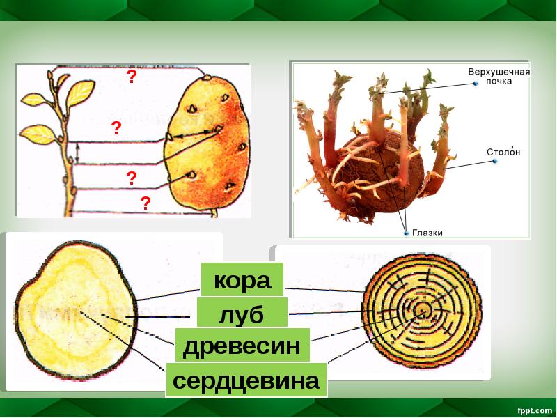 Видоизменения побегов 6 класс презентация