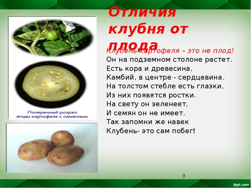 Отличия клубня от плода Клубень картофеля – это не плод! Он