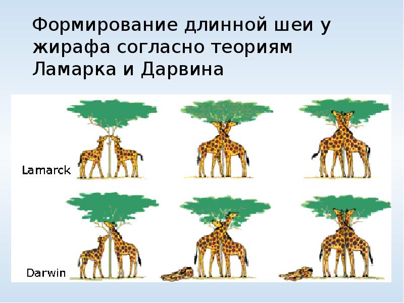 Что по ламарку является причиной появления длинной. Теория Ламарка и Дарвина Жирафы. Ламарк теория Жираф. Естественный отбор Ламарк. Дарвин теория эволюции Ламарк Жирафы.