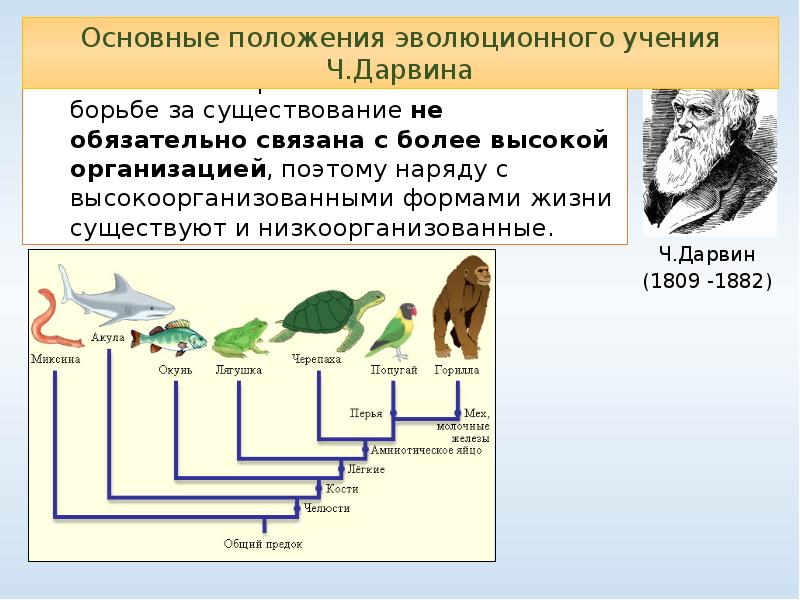 Учение дарвина о естественном отборе 9 класс презентация