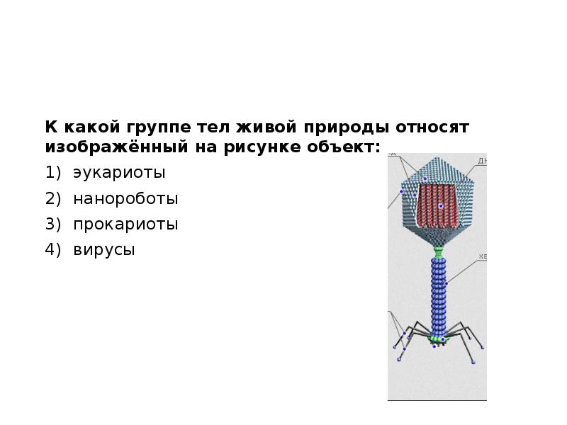 Бактериофаг неклеточная форма жизни