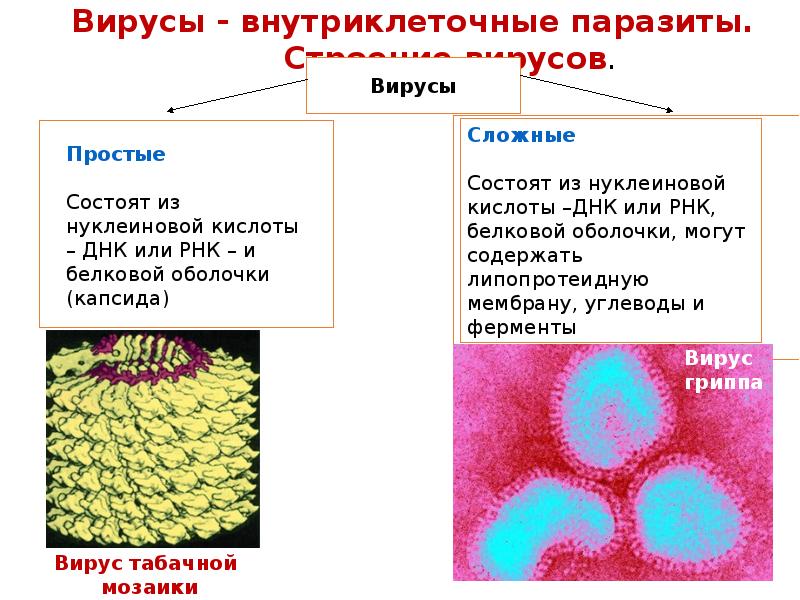 Вирусы проект по биологии 9 класс