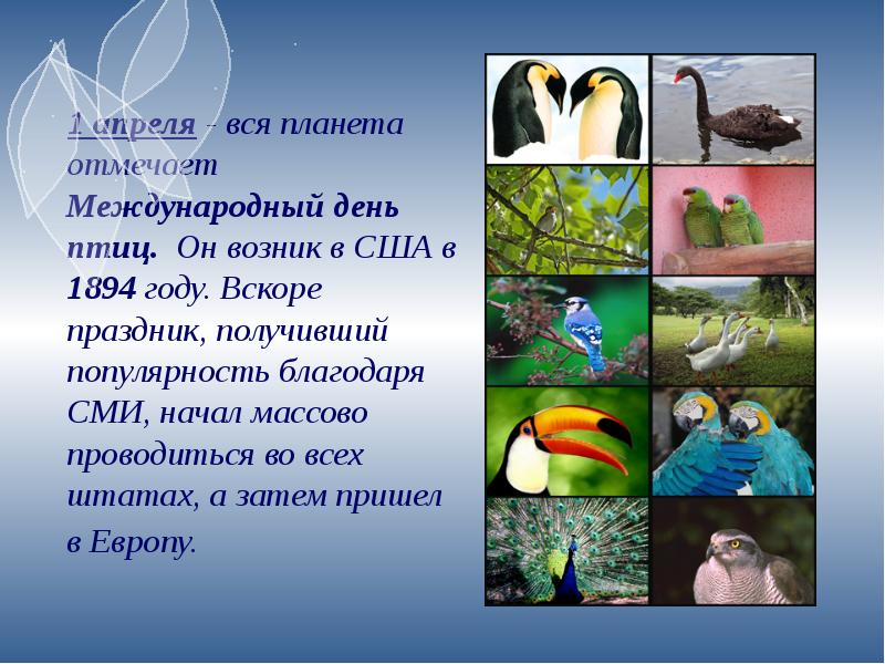 Международный день птиц презентация
