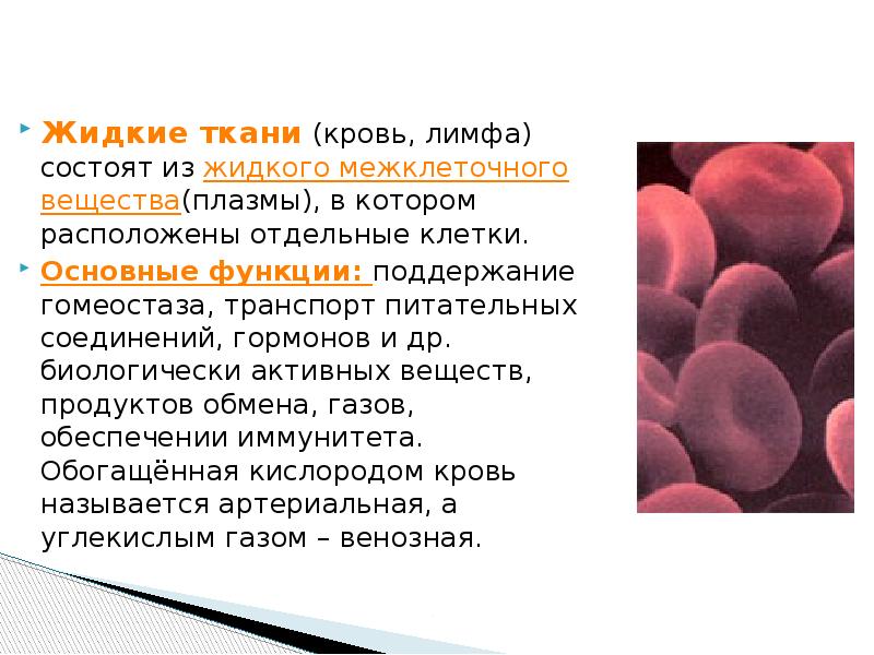 На рисунке изображена соединительная ткань кровь какова особенность этой ткани