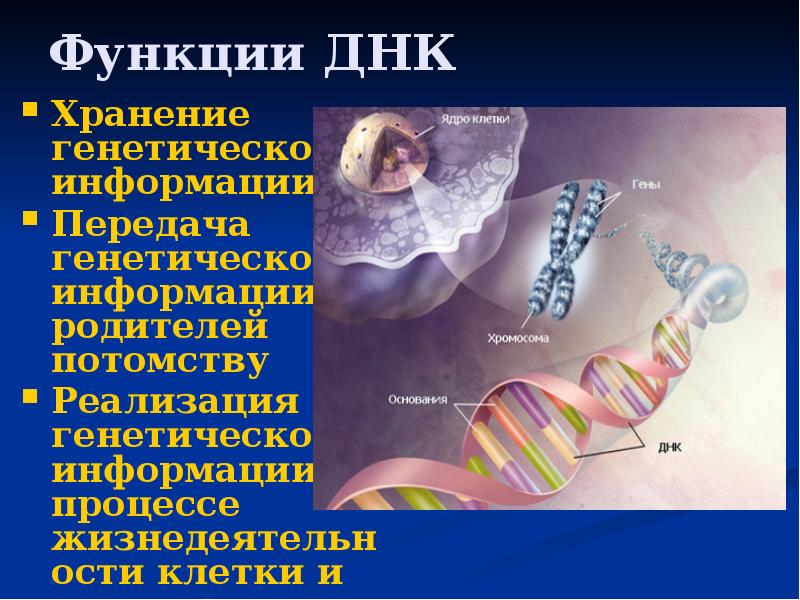 Функции ДНК. ДНК хранение наследственной информации. ДНК хранит наследственную информацию. За хранение наследственной информации отвечают