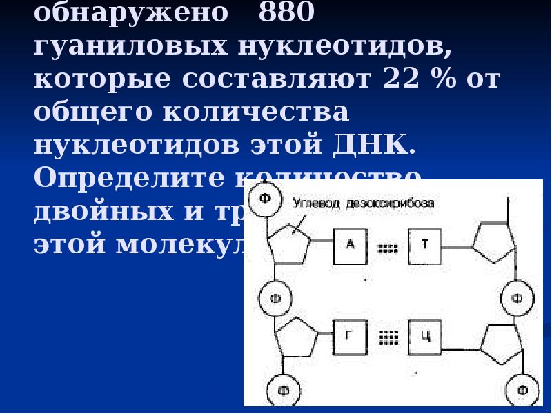 Сколько нуклеотидов содержит днк. Связь между нуклеотидами. Пары нуклеотидов. В молекуле ДНК обнаружено 880. Количество нуклеотидов в ДНК.