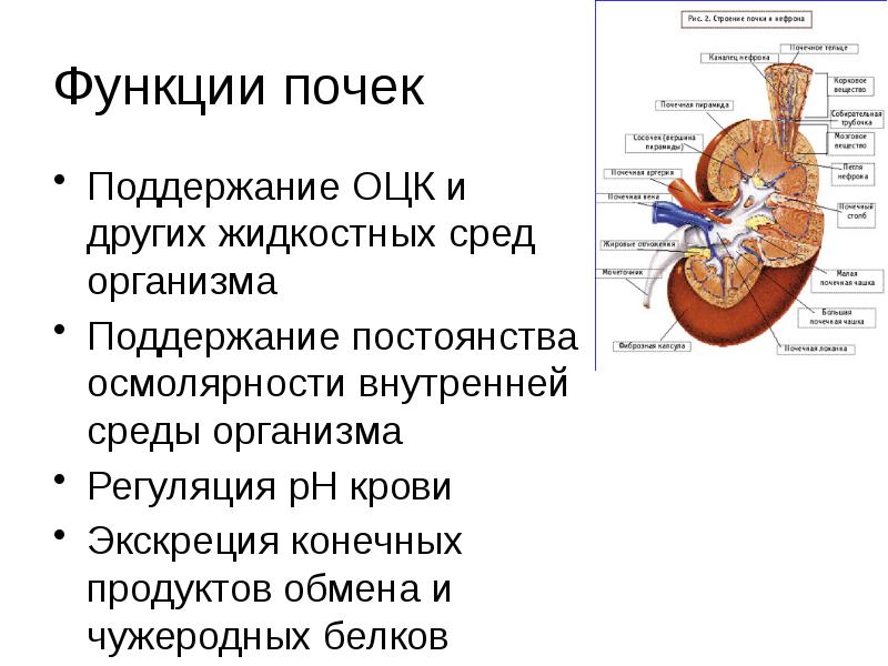 Острая почечная недостаточность у детей презентация