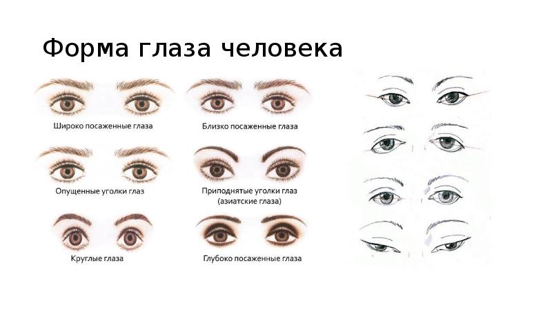 Какие есть формы глаз. Формы глаз. Разновидности форм глаз. Типы разреза глаз. Формы глаз человека.