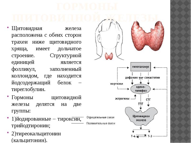 Презентация о щитовидной железе