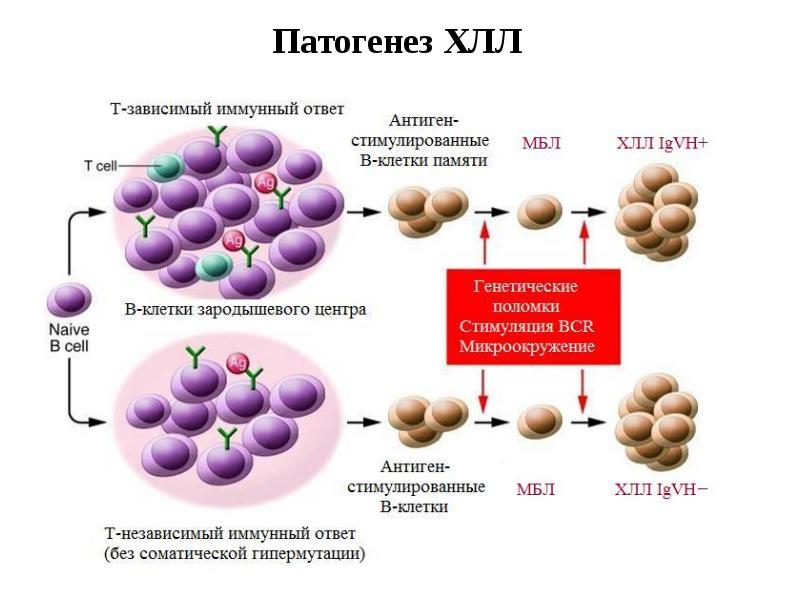 Лейкозы острые и хронические презентация