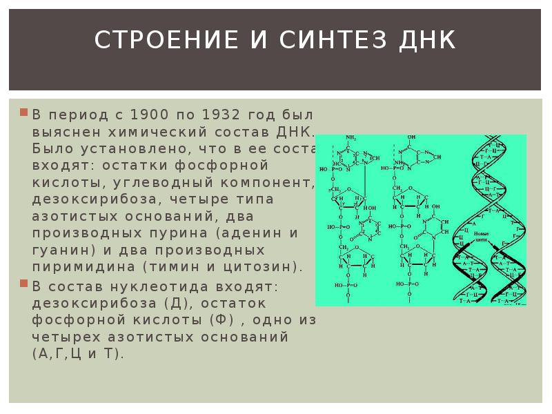 Аминокислота входит в состав днк