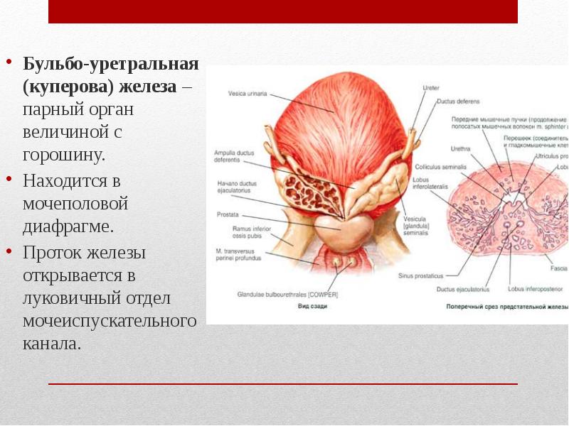 Где находится предстательная железа у мужчин картинка на человеке