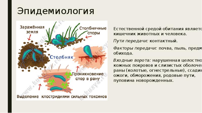 Микробиологическая диагностика столбняка презентация