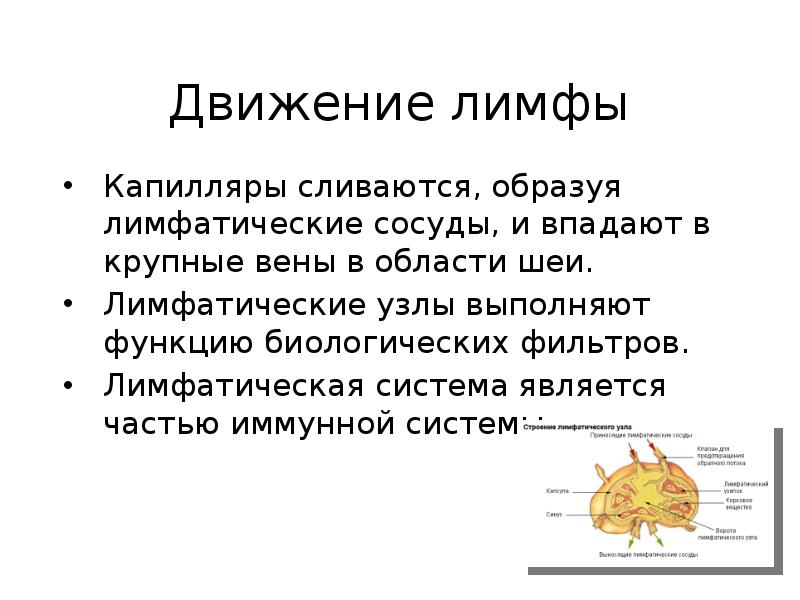 Лимфа класс. Движение лимфы. Последовательность движения лимфы. Причины движения лимфы по лимфатическим сосудам. Определите путь движения лимфы.